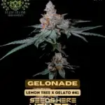 Gelonade S1 (Feminized) - Elite Clone Seed Company