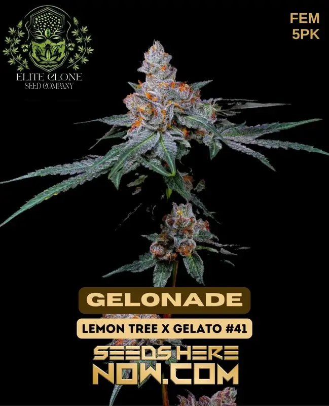 Gelonade S1 Feminized Seeds - Citrus and Creamy Sweetness