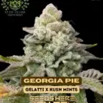 Georgia Pie S1 (Feminized) - Elite Clone Seed Company