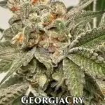 GeorgiaCry (Regular) - Envy Genetics