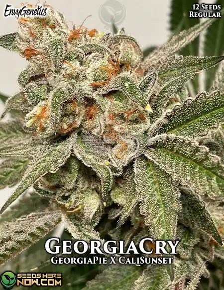 GeorgiaCry regular cannabis seeds by Envy Genetics featuring Georgia Pie and Cali Sunset