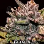 Getafix (Feminized) - Nasha Genetics