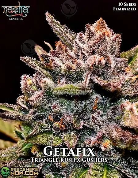 Getafix Feminized Seeds - Triangle Kush x Gushers by Nasha Genetics