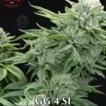GG 4 S1 (Feminized) - Elev8 Seeds