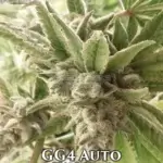 GG4 (Autoflower) - GG Genetics