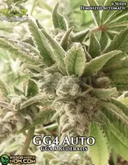 GG4 Autoflower Cannabis Seeds (space) Indica Dominant Hybrid with Earthy, Pine, and Chocolate Aromas