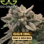 GG4 IBL (Regular) - GG Genetics