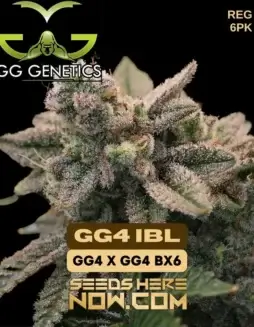 GG4 IBL Regular Seeds (space) High THC Sativa Dominant Strain