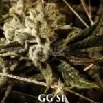 GG4 S1 (Feminized) - GG Genetics