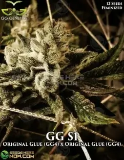 GG4 S1 Feminized Seeds (space) High THC Cannabis Strain by GG Genetics