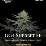 GG4 Sherbet FF (Feminized) - Fast Buds