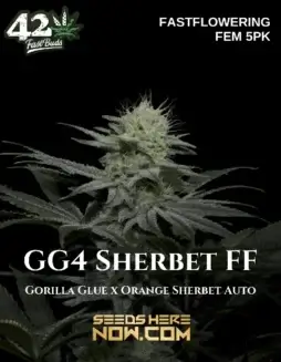 GG4 Sherbet FF Feminized Seeds featuring Gorilla Glue #4 and Orange Sherbet Auto genetics
