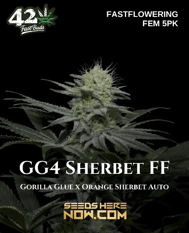 GG4 Sherbet FF Feminized Seeds featuring Gorilla Glue #4 and Orange Sherbet Auto genetics
