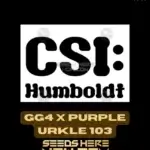 GG4 x Purple Urkle 103 (Feminized) - CSI Humboldt