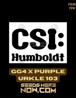 GG4 x Purple Urkle 103 Feminized Seeds (space) Hybrid cannabis strain combining Gorilla Glue #4 and Purple Urkle 103