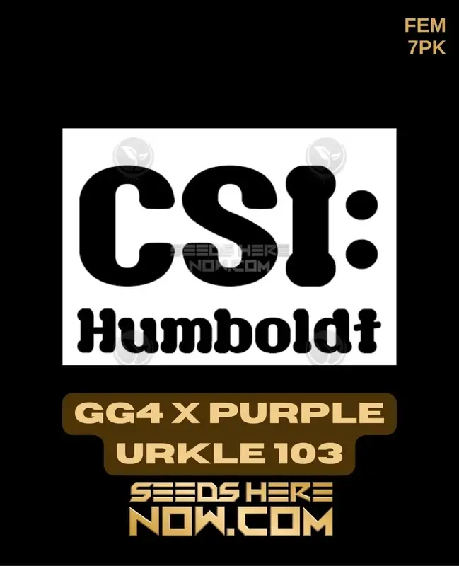 GG4 x Purple Urkle 103 Feminized Seeds - Hybrid cannabis strain combining Gorilla Glue #4 and Purple Urkle 103