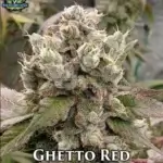 Ghetto Red (Feminized) - Exotic Genetix