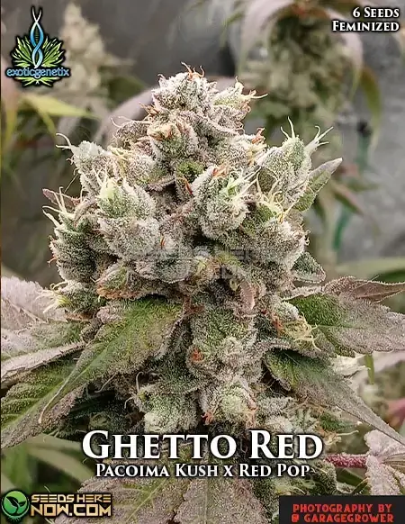 Ghetto Red Feminized Seeds - Exotic Genetix - Pacoima Kush x Red Pop