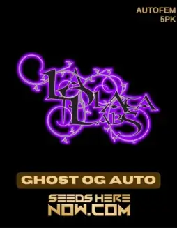 Ghost OG Auto autoflower cannabis seeds (space) pine, citrus, and earthy aroma