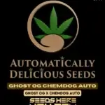 Ghost OG Chemdog (Autoflower) - Automatically Delicious