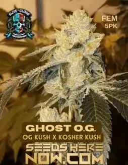 Close(space)up image of Ghost OG S1 feminized cannabis seeds from Elite Clone Seed Company