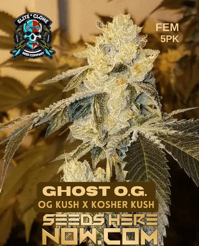 Close-up image of Ghost OG S1 feminized cannabis seeds from Elite Clone Seed Company