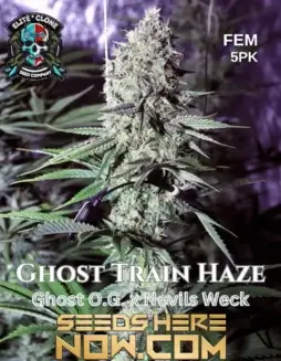 Close(space)up of Ghost Train Haze S1 feminized cannabis seeds showcasing vibrant orange pistils and dense trichome coverage.
