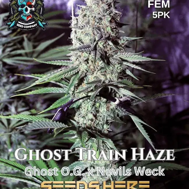 VapeMania GHOST TRAIN HAZE x AMNESIA 2個 Ghost Train Haze Feminized Cannabis Seeds - WSE USA