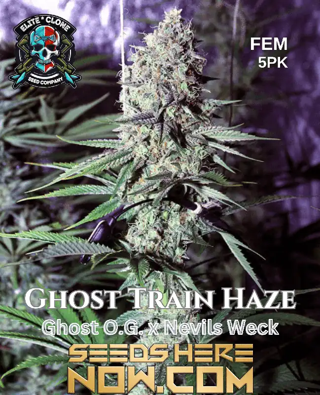 Close-up of Ghost Train Haze S1 feminized cannabis seeds showcasing vibrant orange pistils and dense trichome coverage.