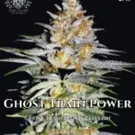Ghost Train Power S1 (Feminized) - Elite Clone Seed Company