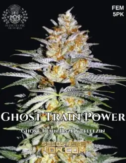 Close(space)up of Ghost Train Power S1 feminized seeds, featuring dense buds with vibrant orange pistils and a thick layer of trichomes