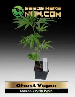 Ghost Vapor Cannabis Clone featuring Ghost OG and Purple Punch genetics in a 3.5(space)inch soil pot