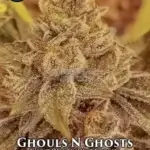 Ghouls N Ghosts (Regular) - Sin City Seeds