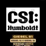 Giesel S1 (Feminized) - CSI Humboldt