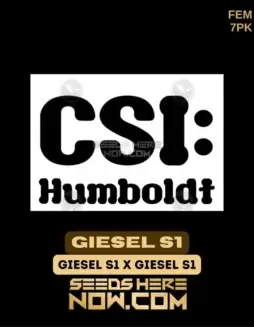 Giesel S1 Feminized Seeds (space) High THC Hybrid Strain