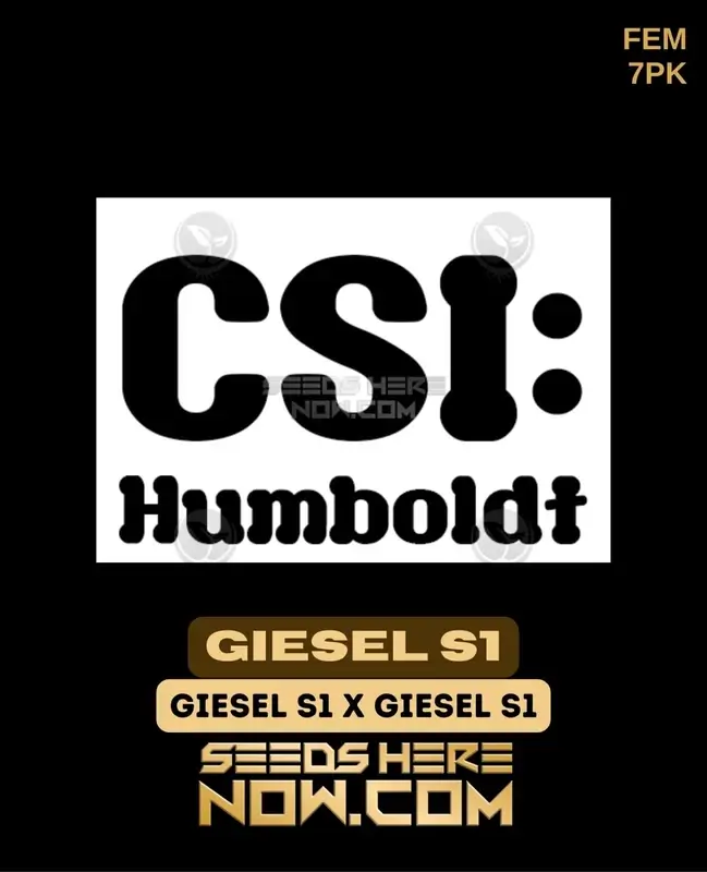Giesel S1 Feminized Seeds - High THC Hybrid Strain