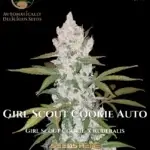 Girl Scout Cookie (Autoflower) - Automatically Delicious