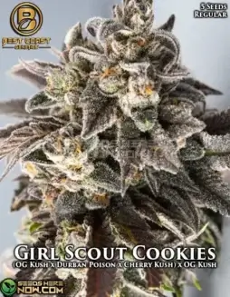 Girl Scout Cookies regular cannabis seeds by Best Coast Genetics featuring earthy, sweet, minty flavors