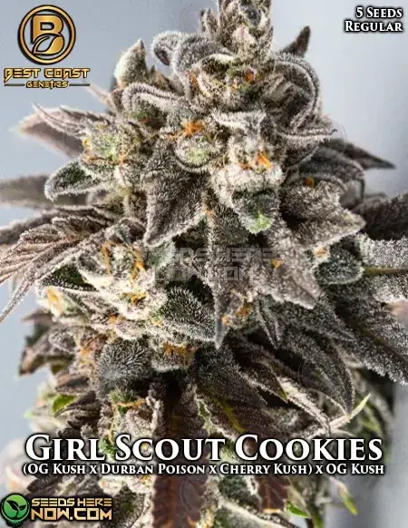 Girl Scout Cookies regular cannabis seeds by Best Coast Genetics featuring earthy, sweet, minty flavors