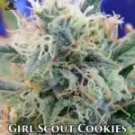 Girl Scout Cookies S1 (Feminized) - Dr. Blaze