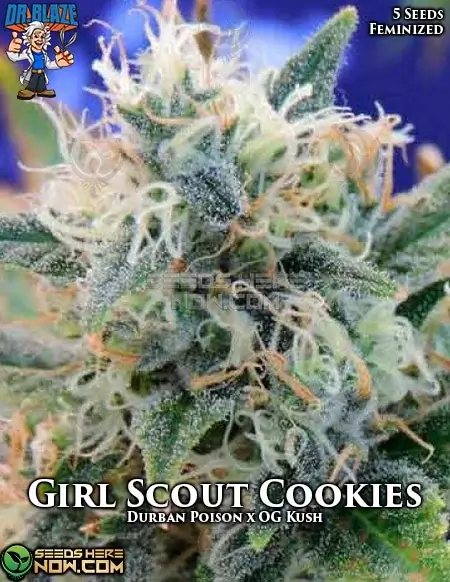 Girl Scout Cookies S1 Cannabis Seeds - Durban Poison x OG Kush Hybrid