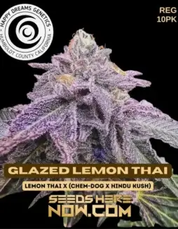 Glazed Lemon Thai regular cannabis seeds by Happy Dreams Genetics featuring citrus and earthy tones