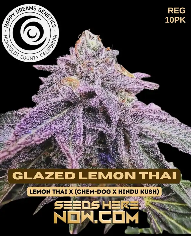 Glazed Lemon Thai regular cannabis seeds by Happy Dreams Genetics featuring citrus and earthy tones