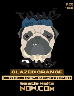 Glazed Orange cannabis seeds by Thug Pug Genetics featuring orange hues and sweet earthy aromas