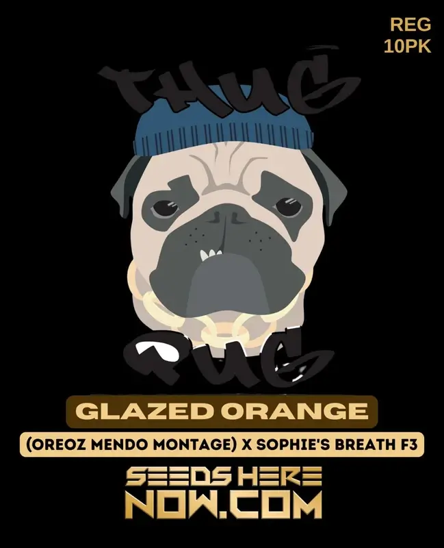 Glazed Orange cannabis seeds by Thug Pug Genetics featuring orange hues and sweet earthy aromas
