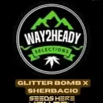 Glitter Bomb x Sherbacio (Feminized) - Way2heady Selections