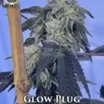 Glow Plug (Regular) - Thug Pug Genetics