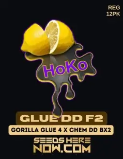 Packaging of Glue DD F2 Regular Cannabis Seeds by Lemon Hoko