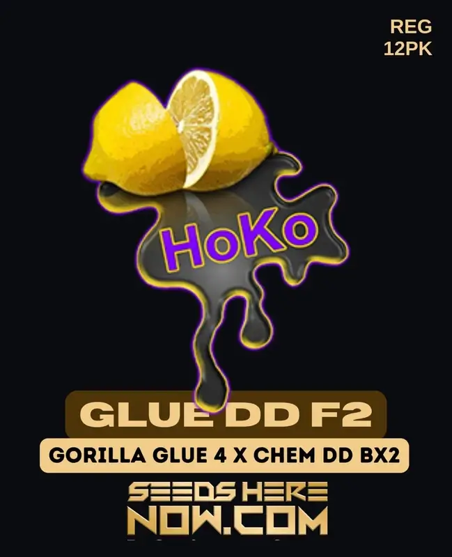 Packaging of Glue DD F2 Regular Cannabis Seeds by Lemon Hoko