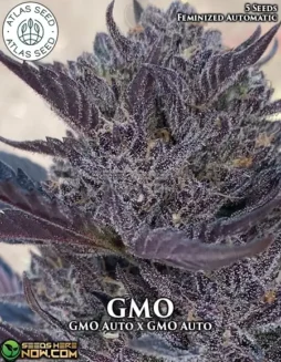 GMO Autoflower Cannabis Seeds by Atlas Seeds, featuring earthy and diesel aromas